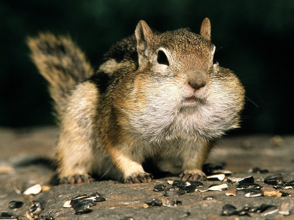 Golden-mantled Ground Squirrel